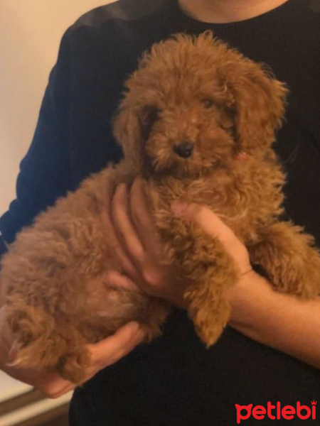 Poodle (Minyatür Kaniş), Köpek  tarçın fotoğrafı