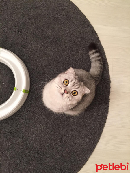 Scottish Fold, Kedi  ŞiLa fotoğrafı