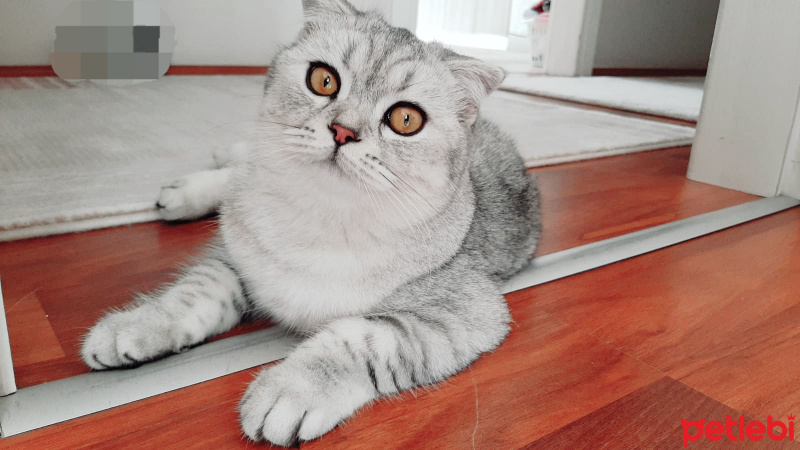 Scottish Fold, Kedi  ŞiLa fotoğrafı