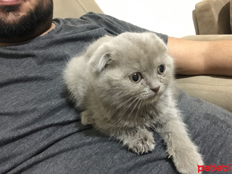 Scottish Fold, Kedi  Mila fotoğrafı