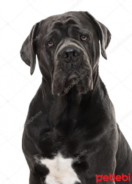 Cane Corso Italiano, Köpek  HERA fotoğrafı