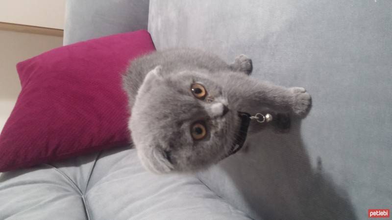 Scottish Fold, Kedi  FİKRİ fotoğrafı