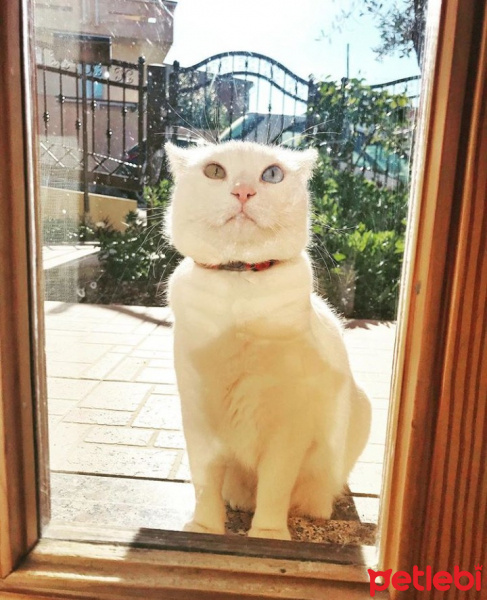 Van Kedisi, Kedi  Salman fotoğrafı
