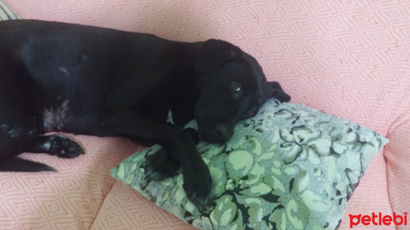 Labrador Retriever, Köpek  ZEYTIN KIZIM fotoğrafı