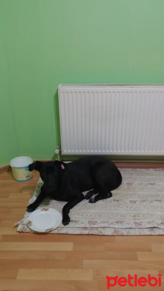 Labrador Retriever, Köpek  ZEYTIN KIZIM fotoğrafı