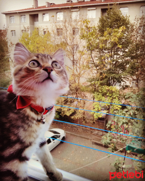Tekir Kedi, Kedi  Bitter fotoğrafı