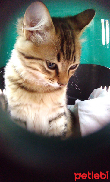 Tekir Kedi, Kedi  Bitter fotoğrafı