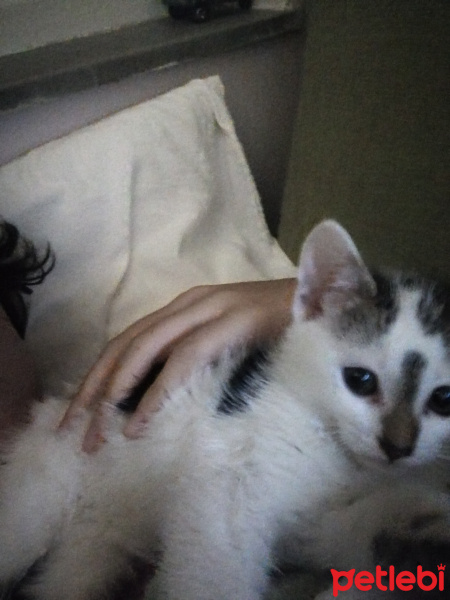 Tuxedo (Smokin) Kedi, Kedi  Çakıl fotoğrafı