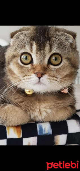Scottish Fold, Kedi  Bıdık fotoğrafı