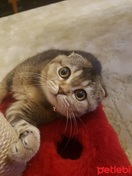 Scottish Fold, Kedi  Bıdık fotoğrafı
