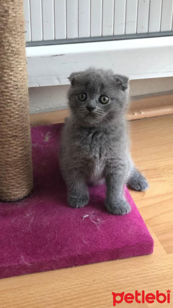 Scottish Fold, Kedi  Hideo fotoğrafı