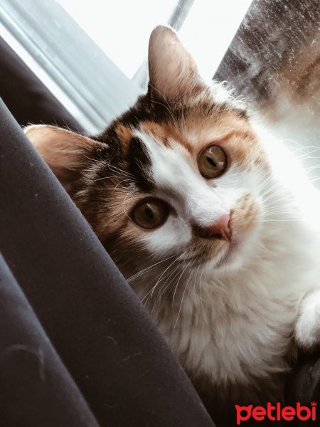 Soke, Kedi  Miyu fotoğrafı