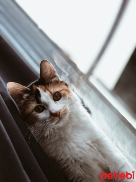 Soke, Kedi  Miyu fotoğrafı