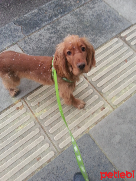 Amerikan Cocker Spaniel, Köpek  ATLAS fotoğrafı