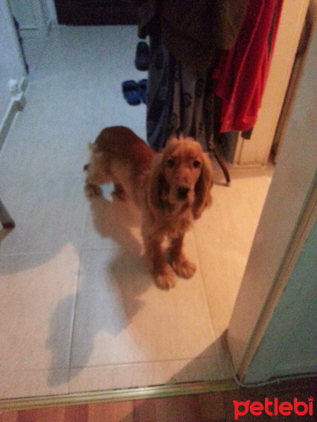Amerikan Cocker Spaniel, Köpek  ATLAS fotoğrafı