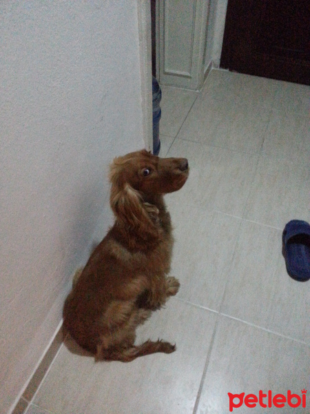Amerikan Cocker Spaniel, Köpek  ATLAS fotoğrafı