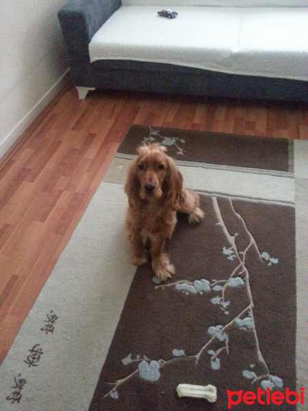 Amerikan Cocker Spaniel, Köpek  ATLAS fotoğrafı