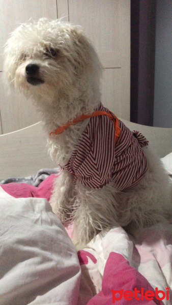Maltese, Köpek  Papi fotoğrafı