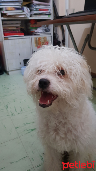 Maltese, Köpek  Papi fotoğrafı