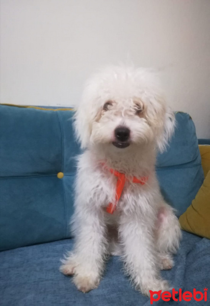 Maltese, Köpek  Papi fotoğrafı