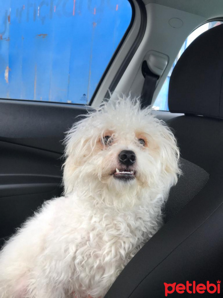 Maltese, Köpek  Papi fotoğrafı
