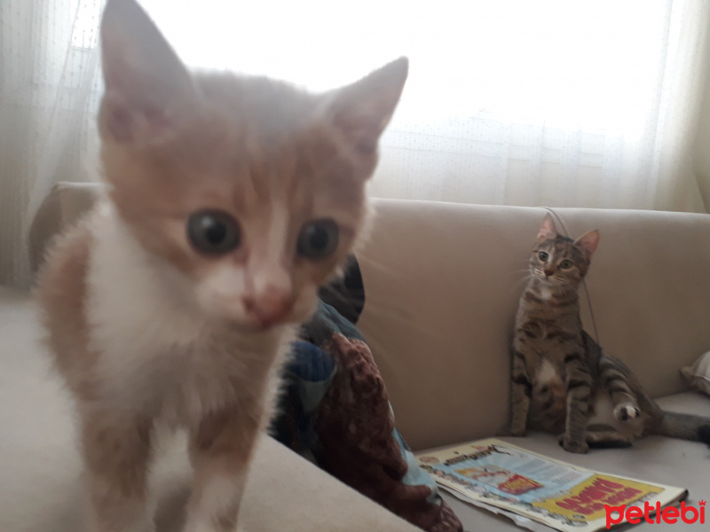 Sarman, Kedi  Tarçın fotoğrafı