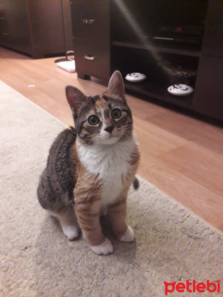 Tekir Kedi, Kedi  Kuki fotoğrafı