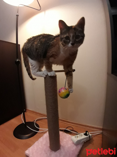 Tekir Kedi, Kedi  Kuki fotoğrafı