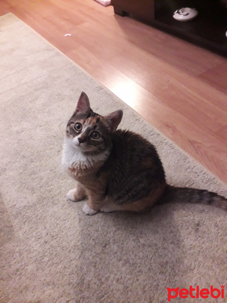 Tekir Kedi, Kedi  Kuki fotoğrafı