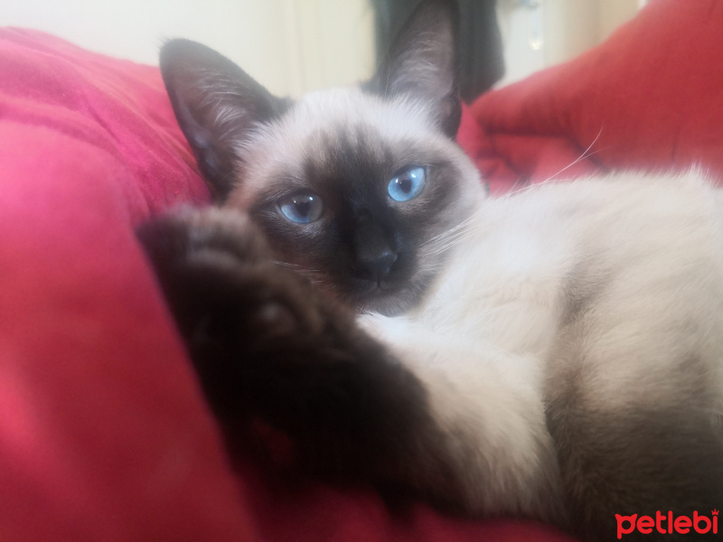 Siyam Kedisi, Kedi  Medusa fotoğrafı