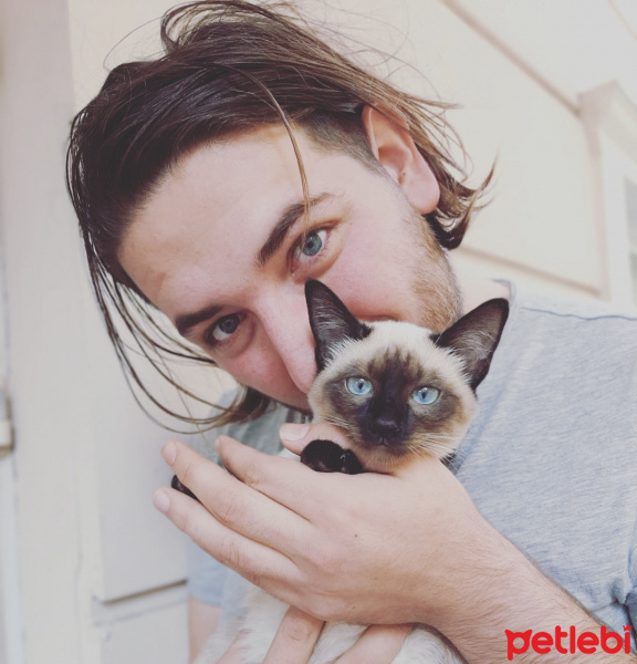 Siyam Kedisi, Kedi  Medusa fotoğrafı