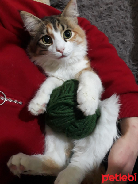 Tekir Kedi, Kedi  Cleo fotoğrafı