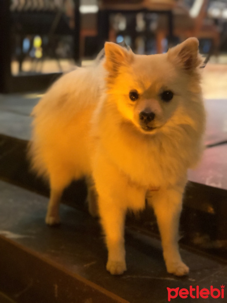 Pomeranyalı, Köpek  Şeker fotoğrafı