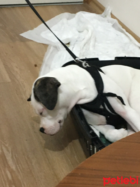 Fransız Bulldog, Köpek  Bela fotoğrafı