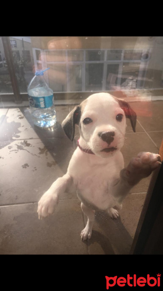 Fransız Bulldog, Köpek  Bela fotoğrafı