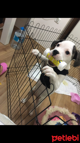 Fransız Bulldog, Köpek  Bela fotoğrafı