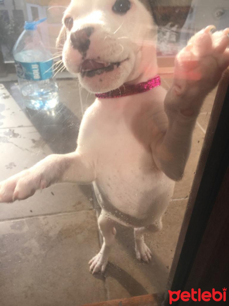 Fransız Bulldog, Köpek  Bela fotoğrafı