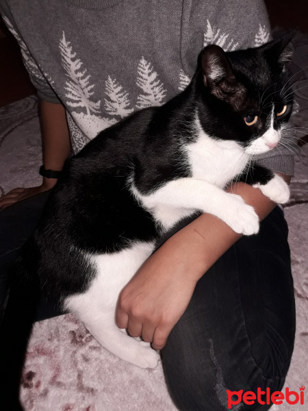 Tekir Kedi, Kedi  Pamuk fotoğrafı