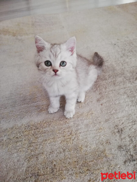 British Shorthair, Kedi  Muffin fotoğrafı