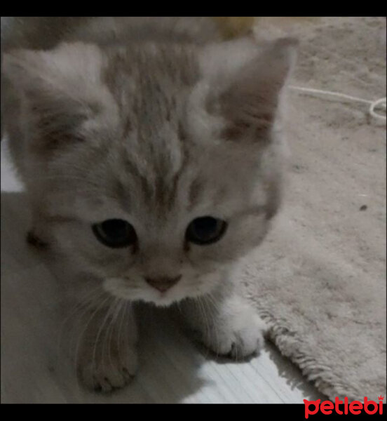 British Shorthair, Kedi  Muffin fotoğrafı