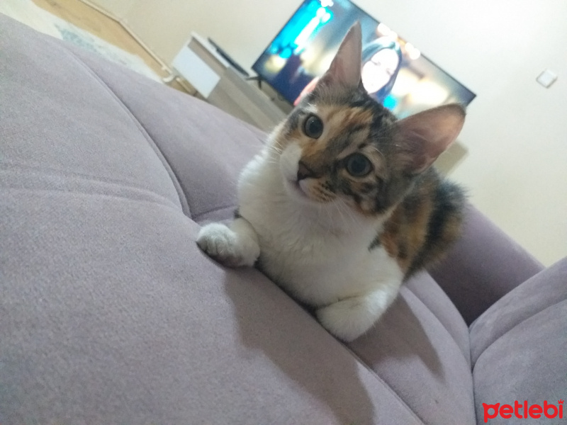 Tekir Kedi, Kedi  Lokum fotoğrafı