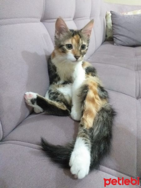 Tekir Kedi, Kedi  Lokum fotoğrafı