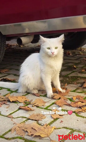 Ankara Kedisi, Kedi  Sütlaç ♥ fotoğrafı