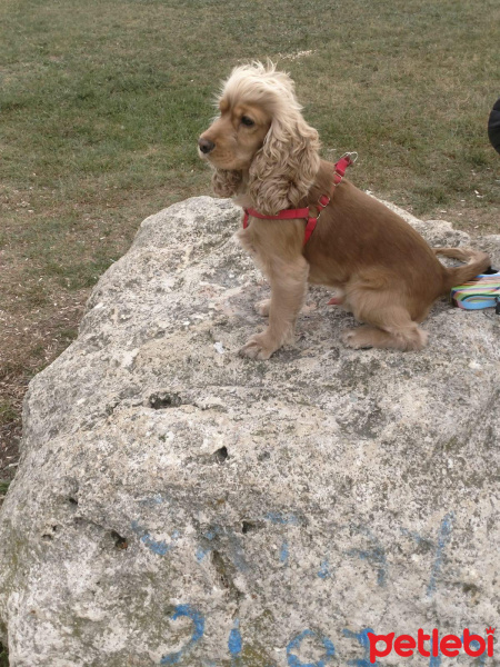 İngiliz Cocker Spaniel, Köpek  latte fotoğrafı