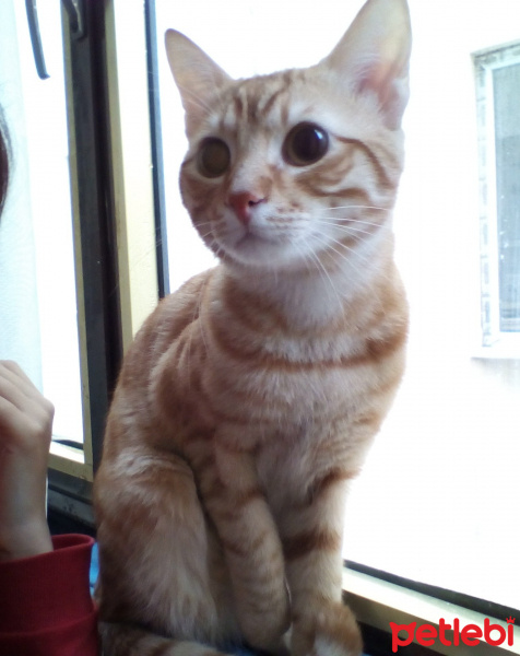 Tekir Kedi, Kedi  Leo fotoğrafı