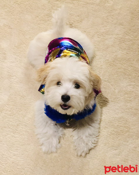 Maltese, Köpek  CİCİ fotoğrafı