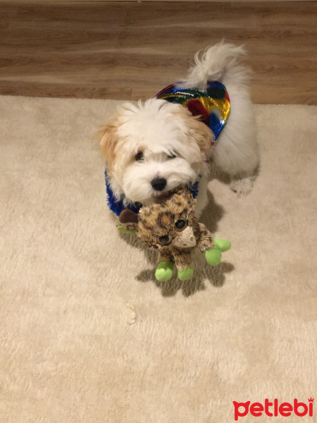 Maltese, Köpek  CİCİ fotoğrafı