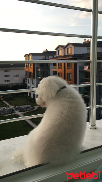 Maltese, Köpek  ÇITIR fotoğrafı