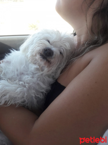 Maltese, Köpek  ÇITIR fotoğrafı