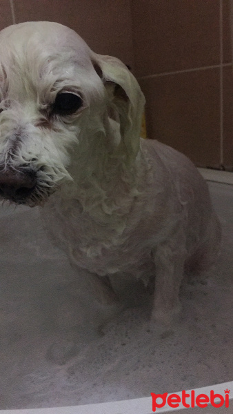 Maltese, Köpek  ÇITIR fotoğrafı